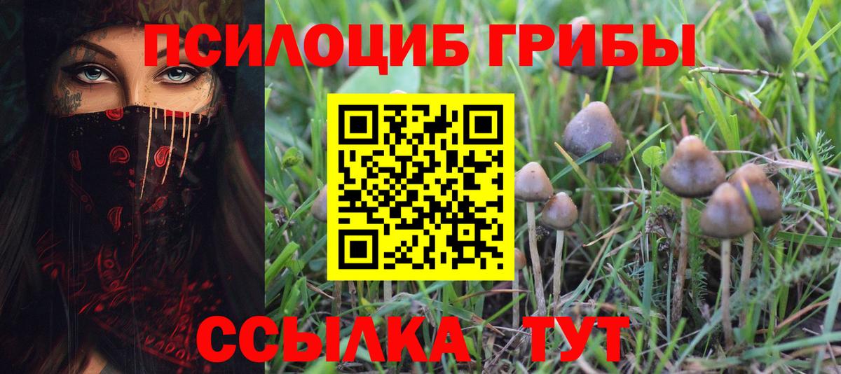 Галлюциногенные грибы Psilocybine cubensis Северодвинск